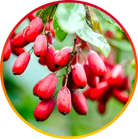 BERBERINE