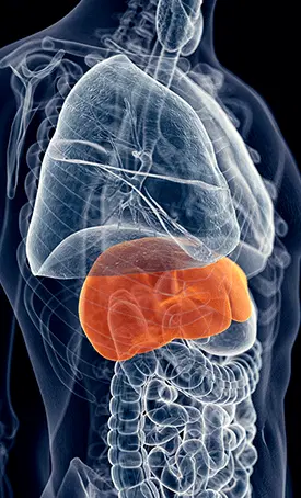 HEPATO LIVER IMAGE
