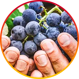 HEPATOBURN INGREDIENT1