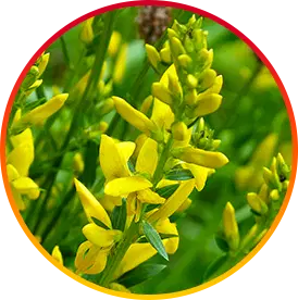 HEPATOBURN INGREDIENT3