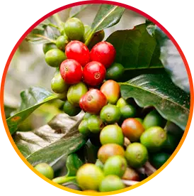 HEPATOBURN INGREDIENT4