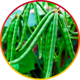 HEPATOBURN INGREDIENT5